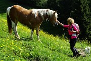 Anello di fiori sui Monti Vindiolo (2056 m) e Vetro (2054 m) da Pian Bracca (1111 m) di Zorzone di Oltre il Colle il 3 giugno 2015 - FOTOGALLERY